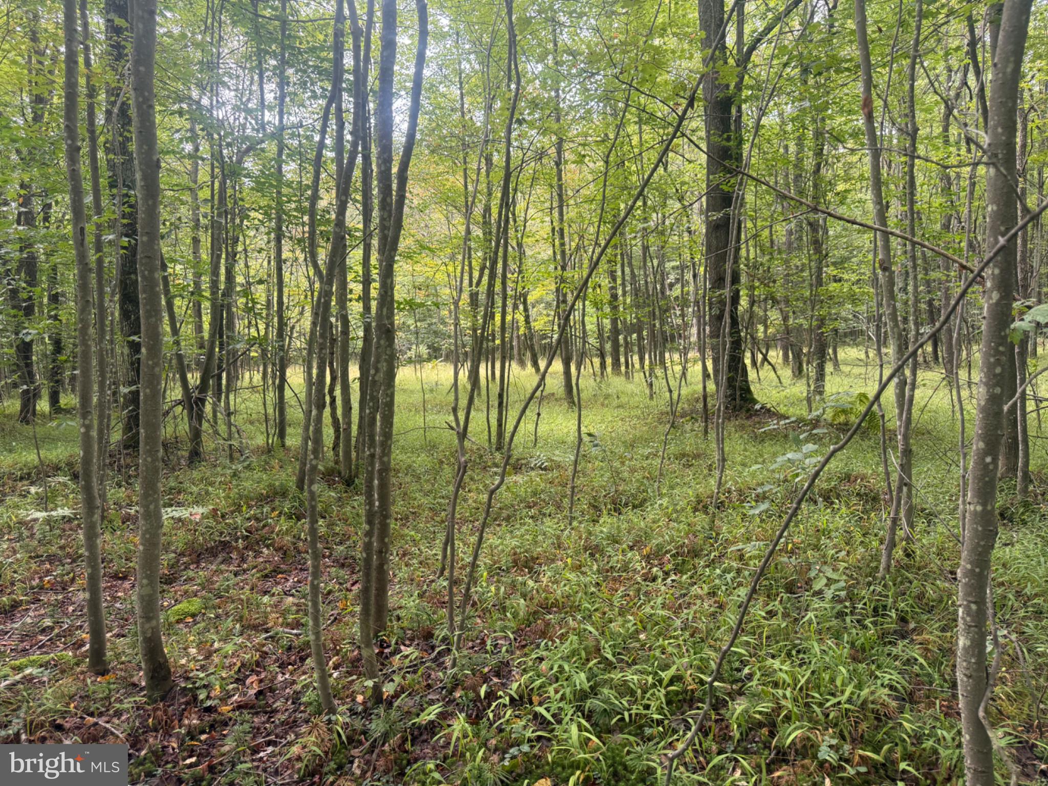 0 Mt Alton Road Limestone, NY 14753 - Photo 8 of 28 Gallery Image 8