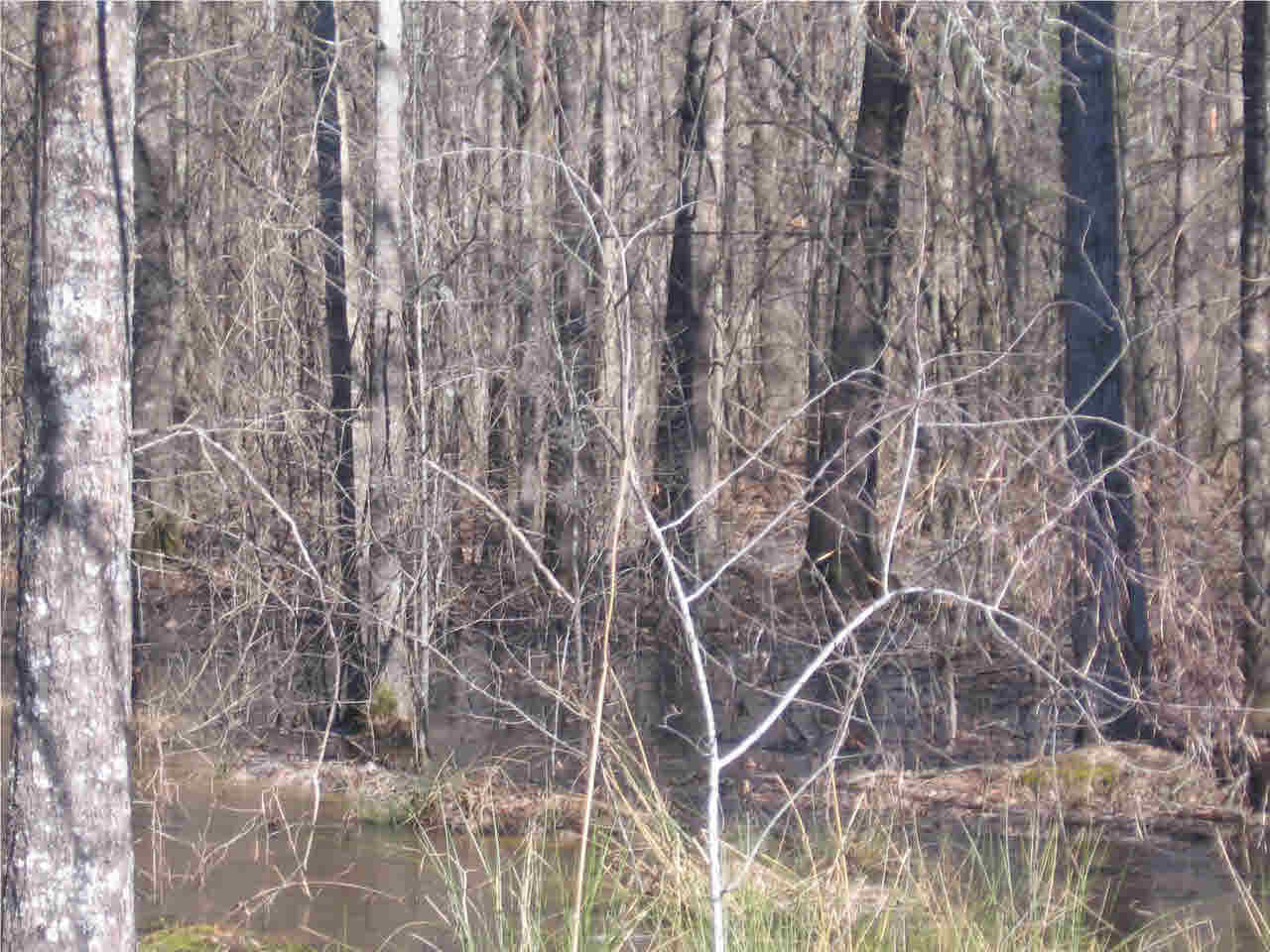 64 Smith Lane Carthage, MS 39051 - Photo 2 of 3 Photo 2