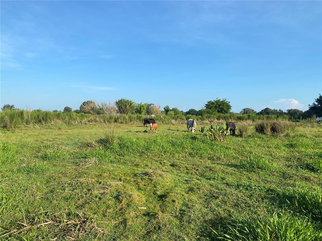 5187 Greenfields Run Zolfo Springs, FL 33890 - Photo 3 of 8 a view of a green field with lots of bushes