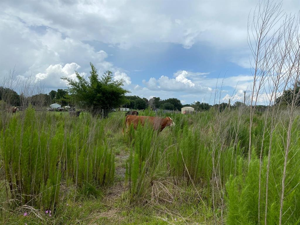 5187 Greenfields Run Zolfo Springs, FL 33890 - Photo 6 of 8 a view of a garden