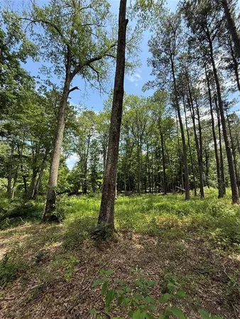 a view of a forest with trees