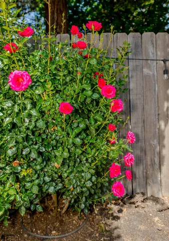 $524,000 | 148 Glacier Street, Woodland, CA 95695