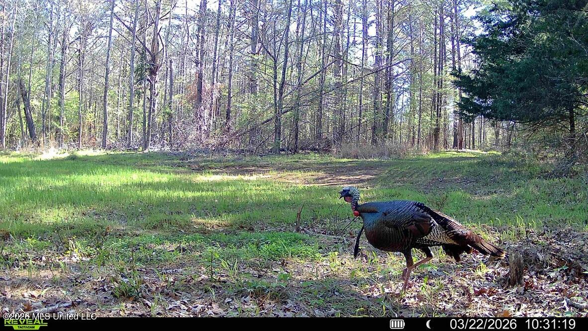 114 Pocahontas Road Flora, MS 39071 - Photo 50 of 76 285CF47C-A688-4F50-B03E-38360A642D34_1_1
