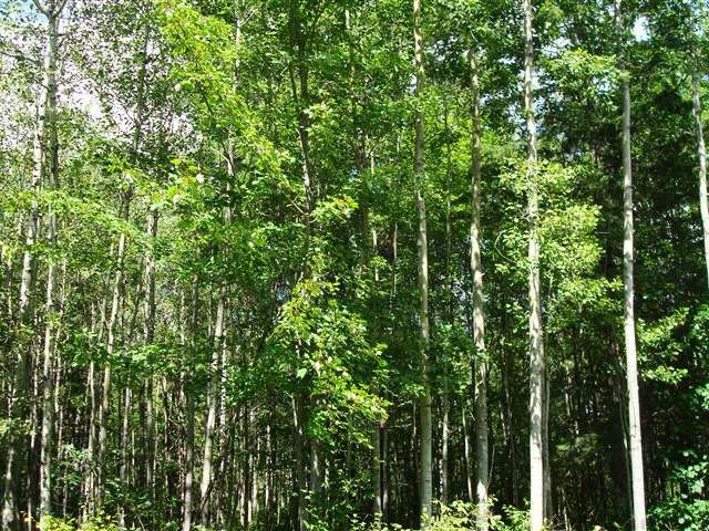 On Lassig Road Rhinelander, WI 54501 - Photo 4 of 4 Gallery Image 4