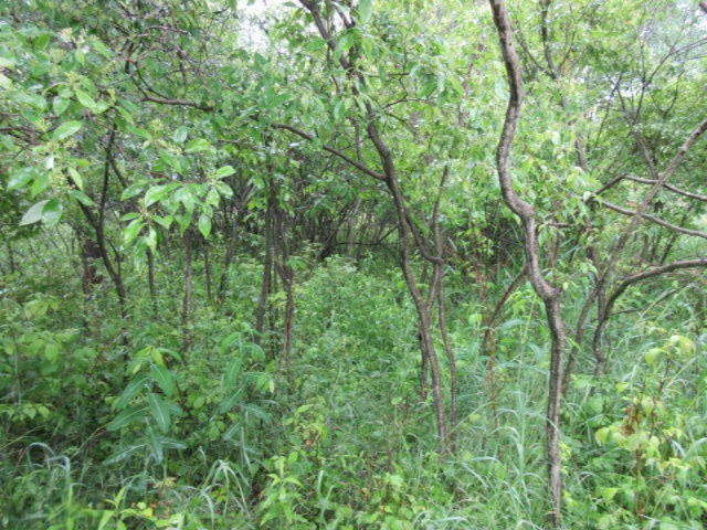 11373 Godfrey Road Morrice, MI 48857 - Photo 13 of 34 IMG_3570