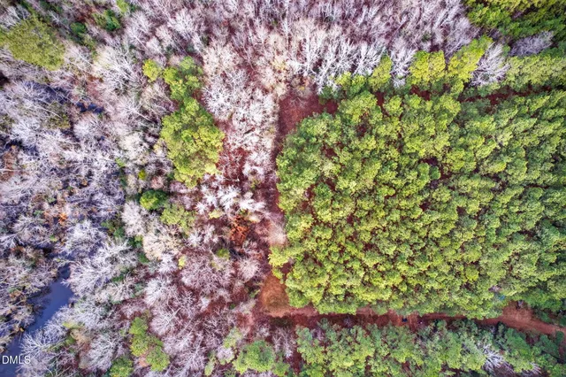 a picture of flowers