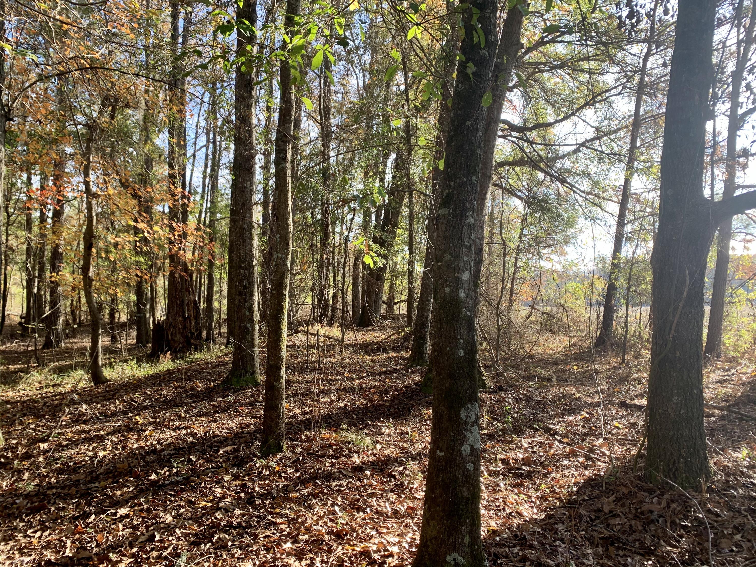 1 Miles Road Cope, SC 29038 - Photo 2 of 42 9BA61D10-C036-4ED1-AD4A-DCE94BE82352