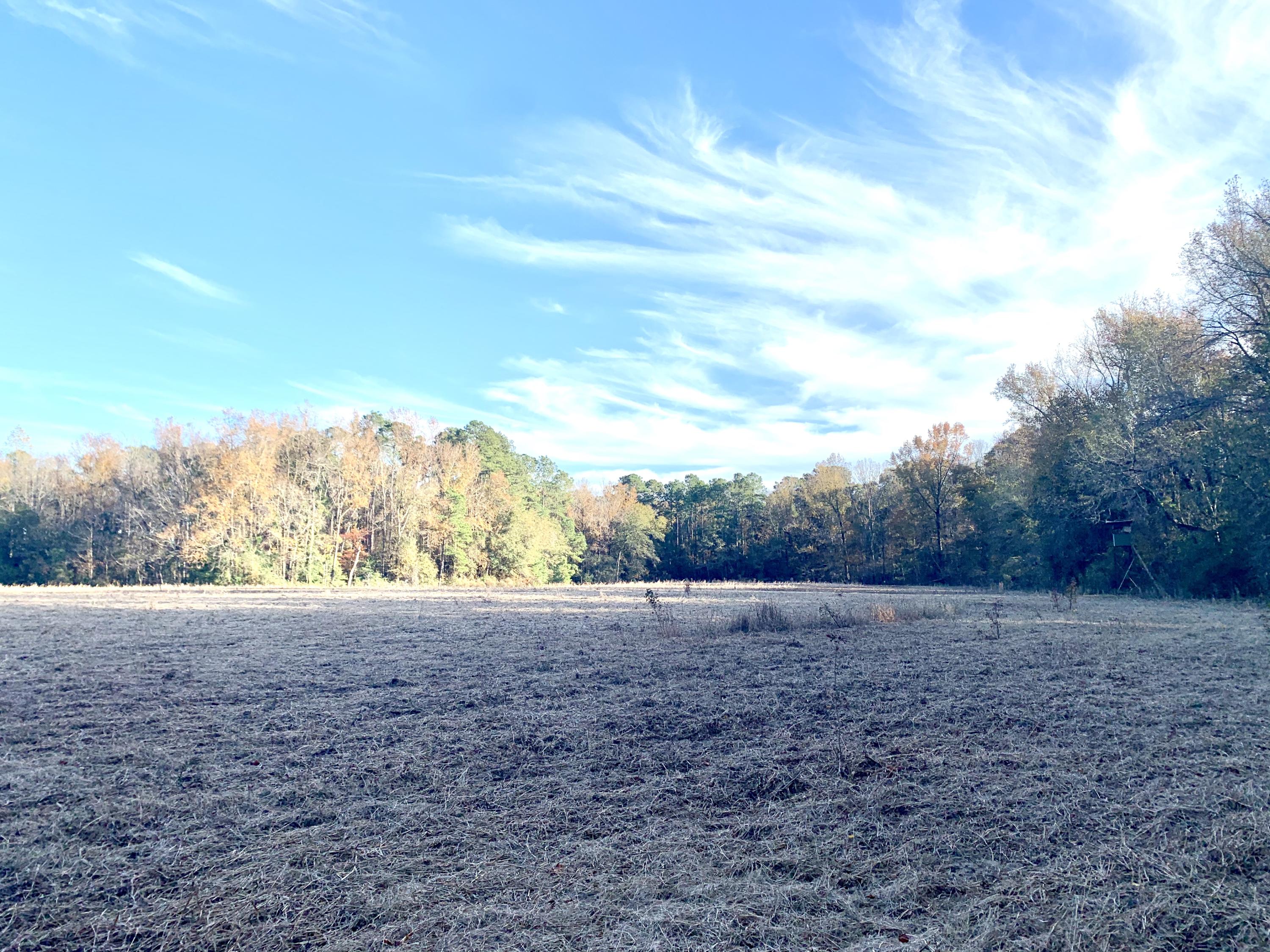 1 Miles Road Cope, SC 29038 - Photo 11 of 42 E1C813D3-B886-4309-901C-1389E8A858E9