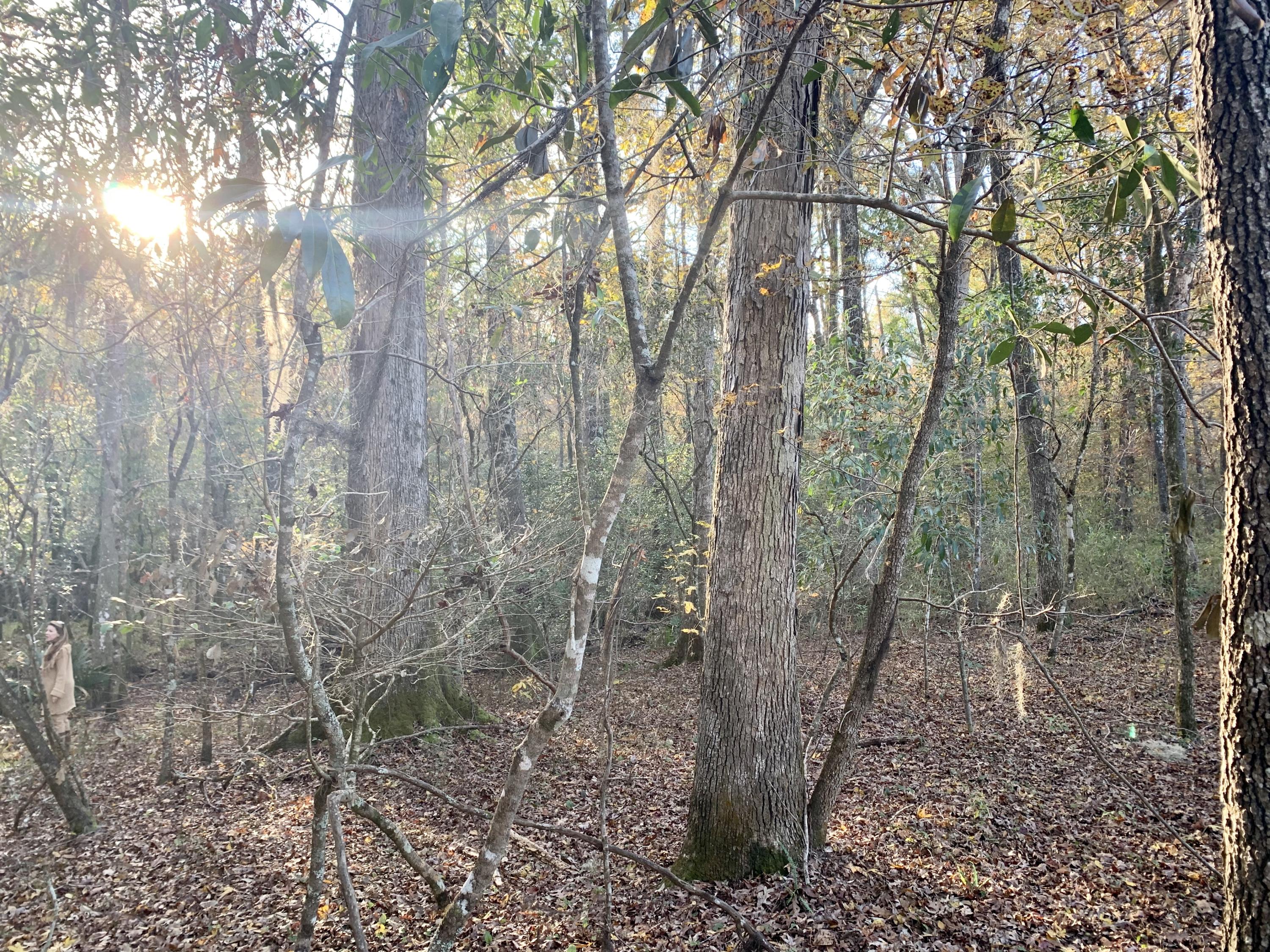 1 Miles Road Cope, SC 29038 - Photo 14 of 42 5DB60CDD-A690-44B3-A952-236012E1A582