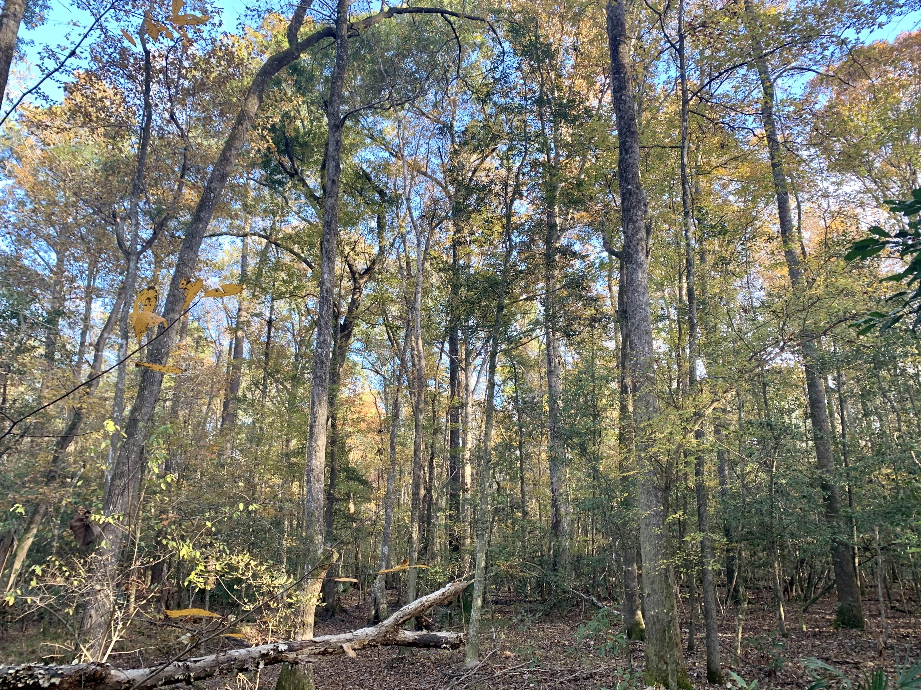 1 Miles Road Cope, SC 29038 - Photo 15 of 42 D7032A56-61B5-4089-BE02-1C036D476317