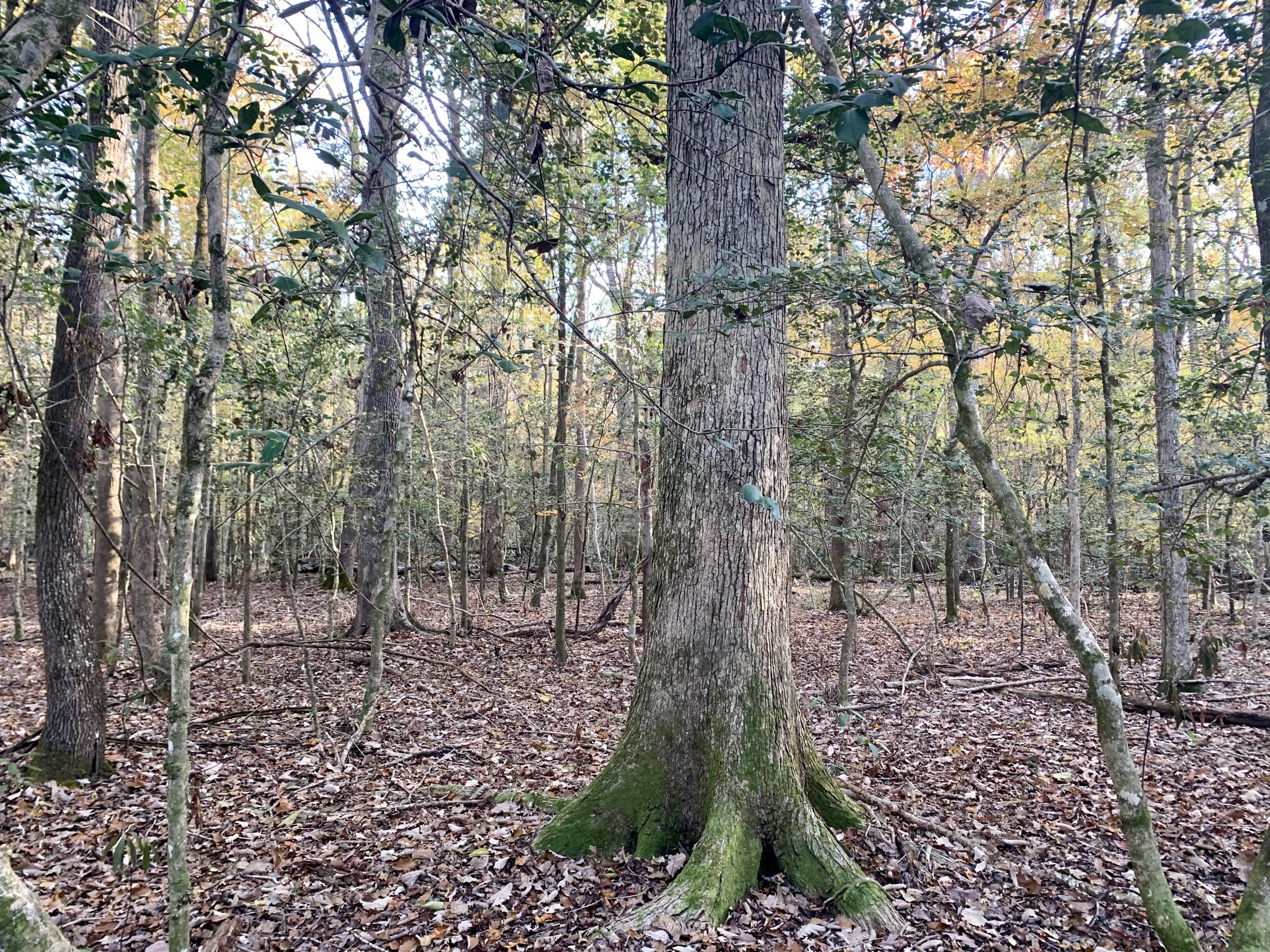 1 Miles Road Cope, SC 29038 - Photo 17 of 42 7F218122-D2A4-47E2-B1F9-75DA76BDB62B
