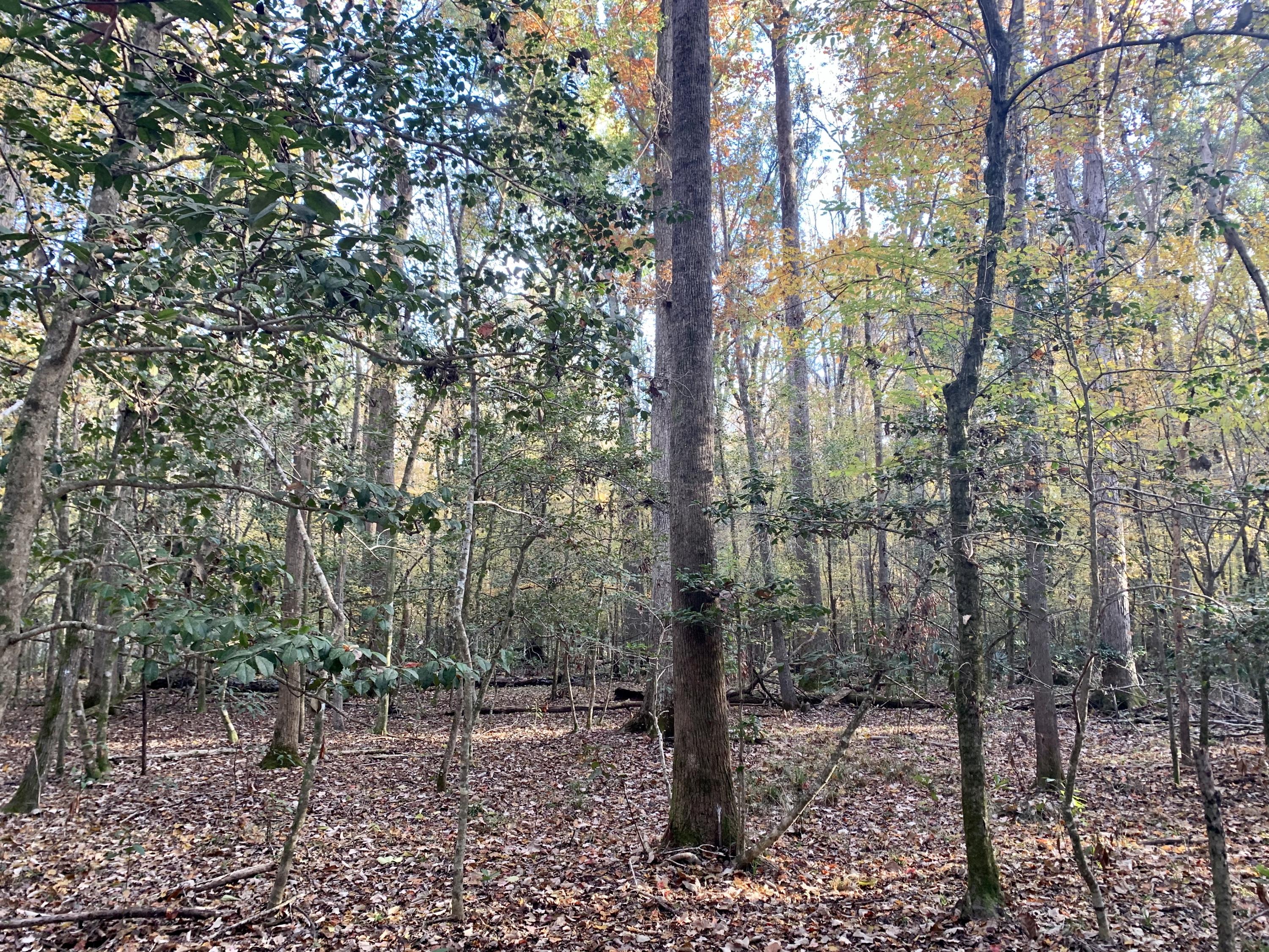 1 Miles Road Cope, SC 29038 - Photo 18 of 42 C7F4E856-9A1A-44A0-9788-09E02579998E