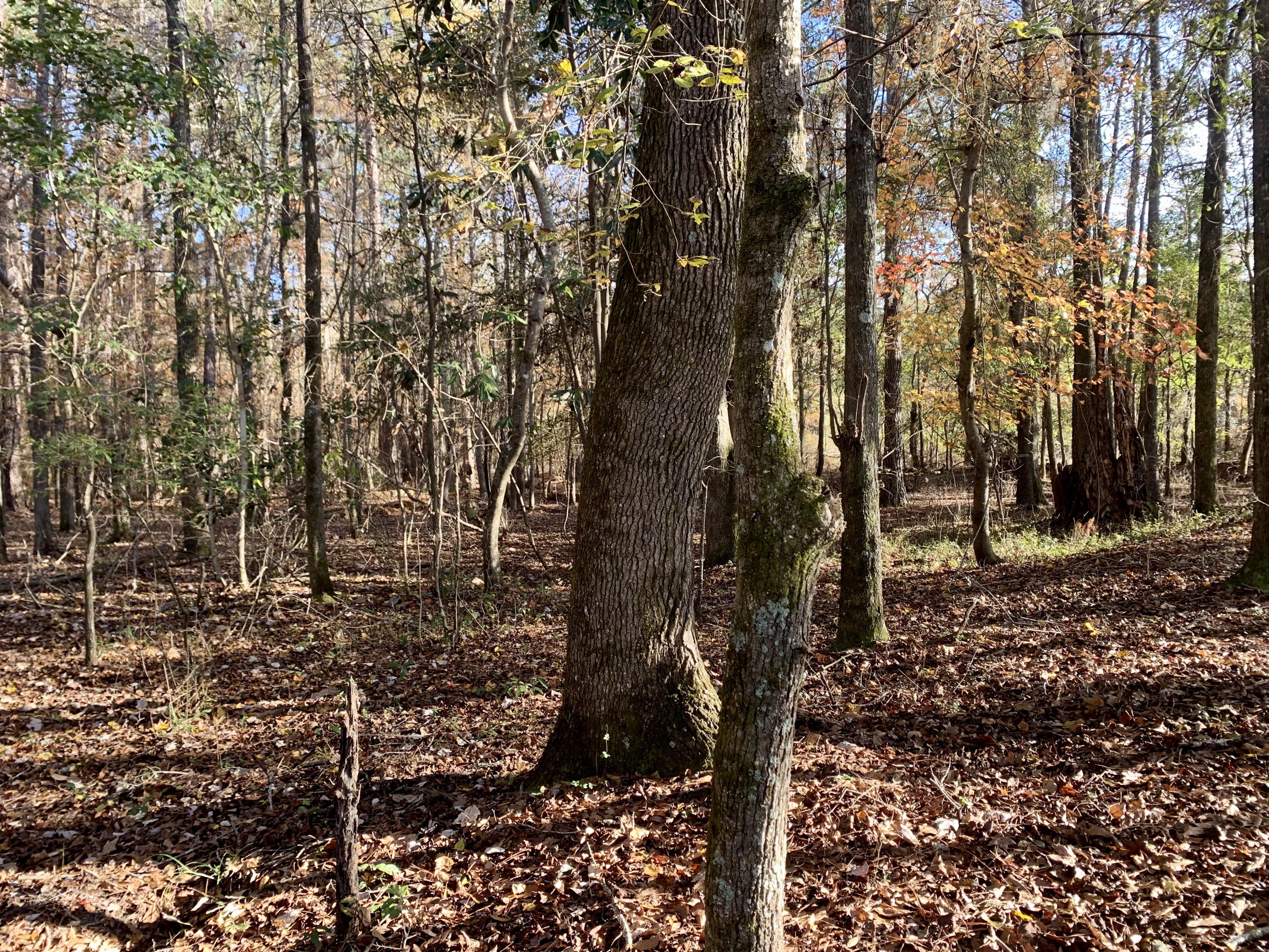 1 Miles Road Cope, SC 29038 - Photo 3 of 42 19B8804F-9EDE-460F-ADBA-8056A0DA1645