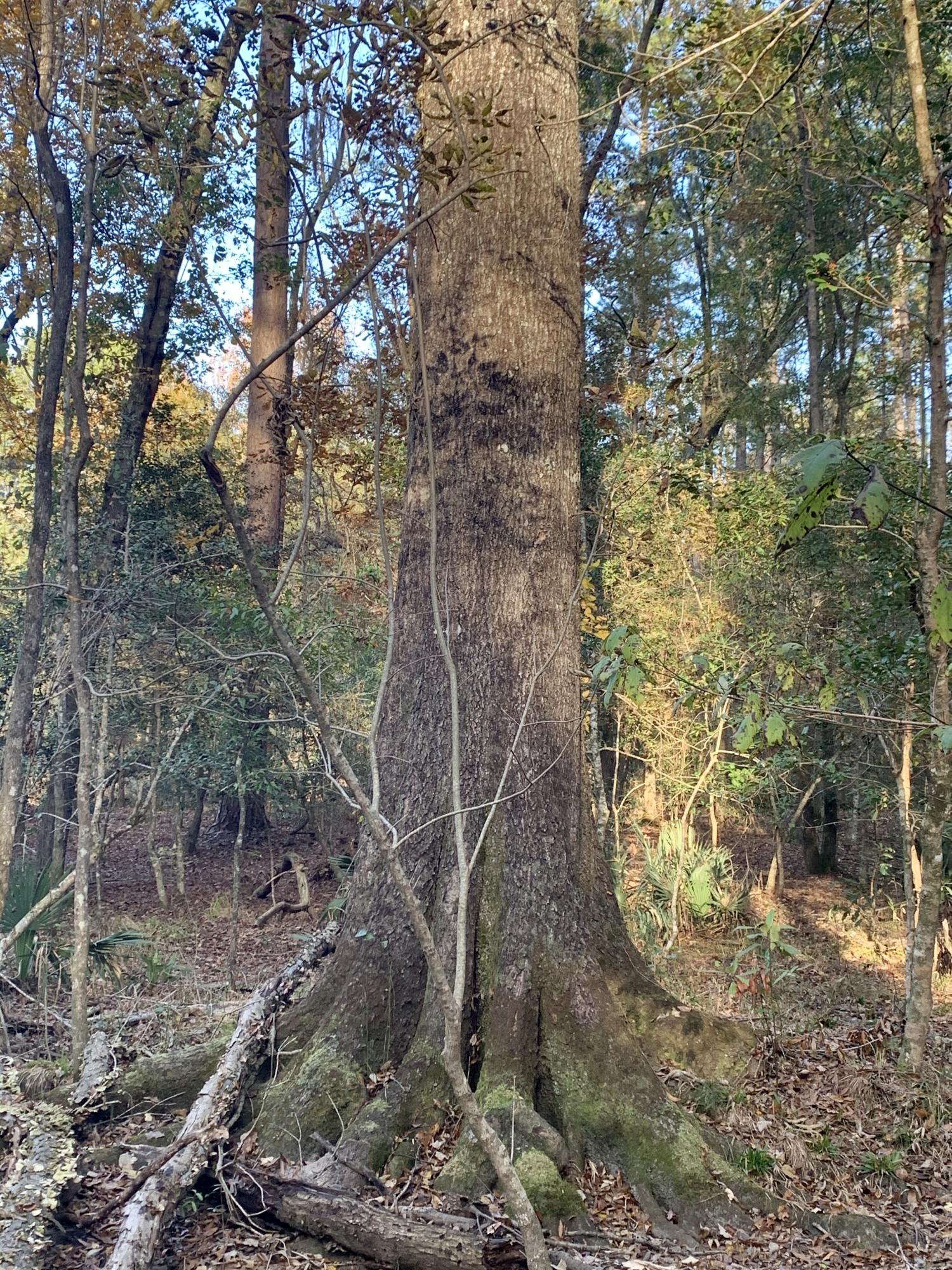 1 Miles Road Cope, SC 29038 - Photo 21 of 42 7D970BF9-DAA3-451D-B69F-0CD82111BF06