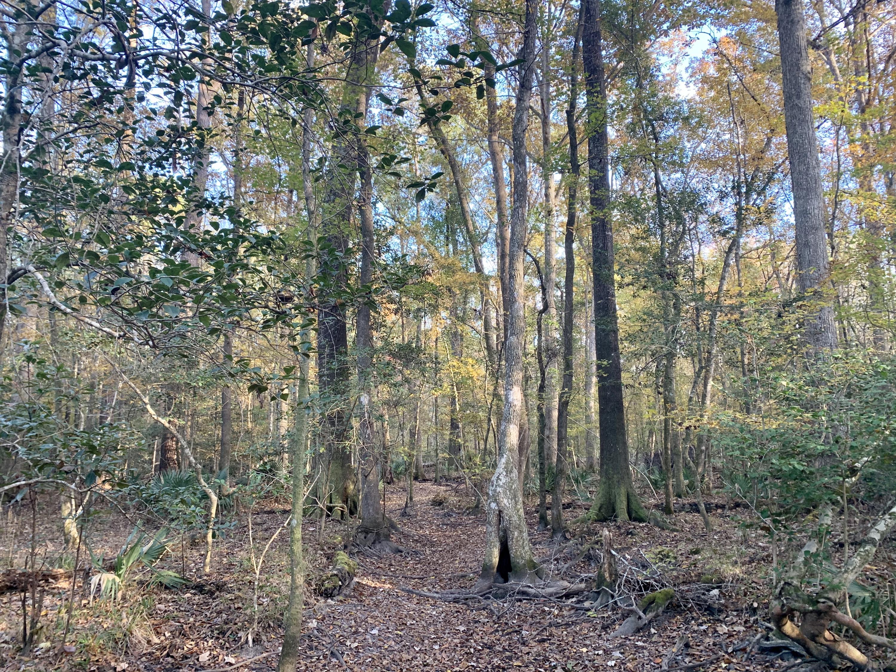 1 Miles Road Cope, SC 29038 - Photo 22 of 42 B6B321C4-D996-4492-80B8-B5361815A26E