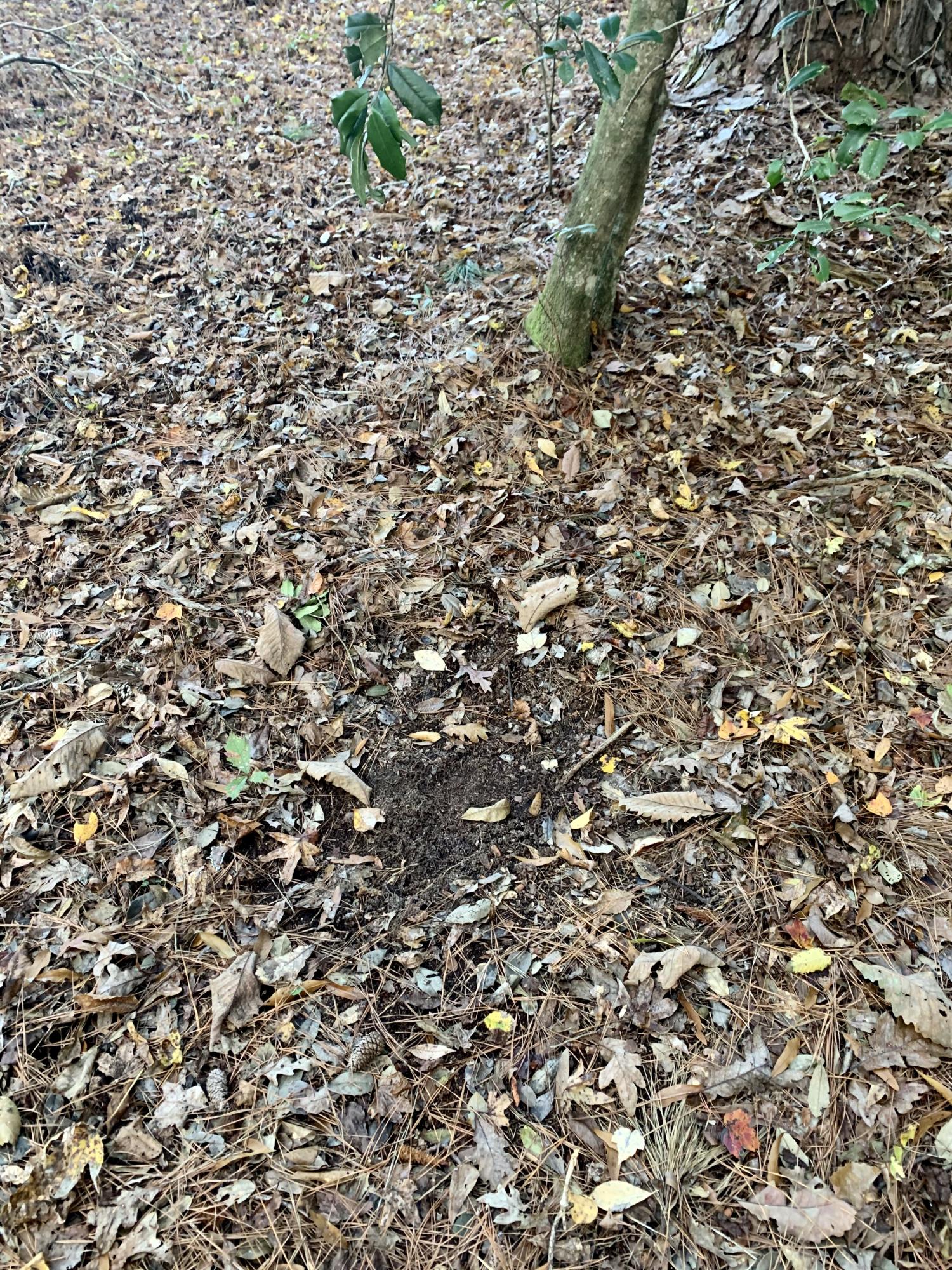 1 Miles Road Cope, SC 29038 - Photo 23 of 42 673DC87E-D2D0-4763-ABD4-0D7556709A39