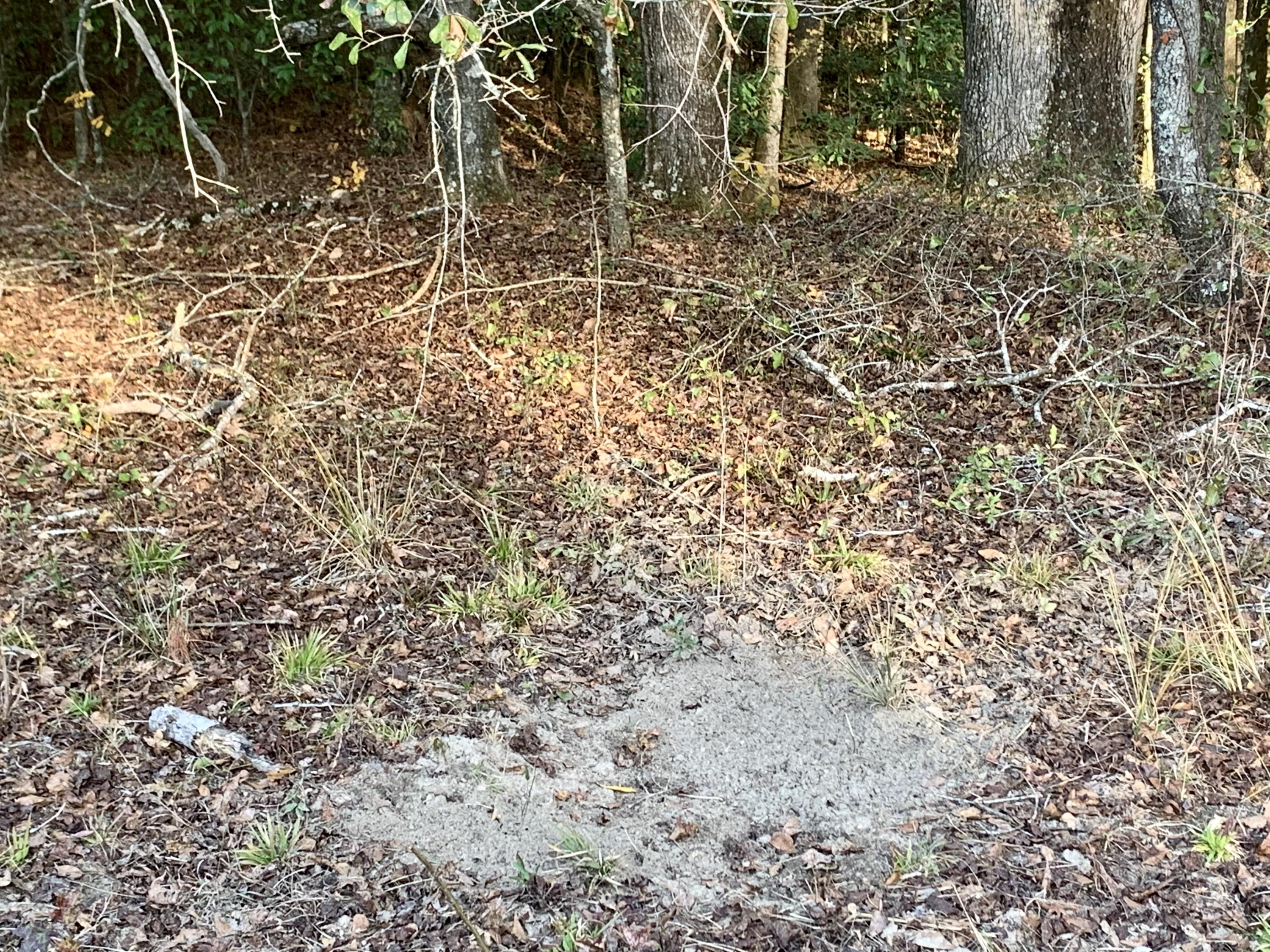 1 Miles Road Cope, SC 29038 - Photo 24 of 42 D48E9DC8-B03E-4D49-84CD-0E0591CF6500
