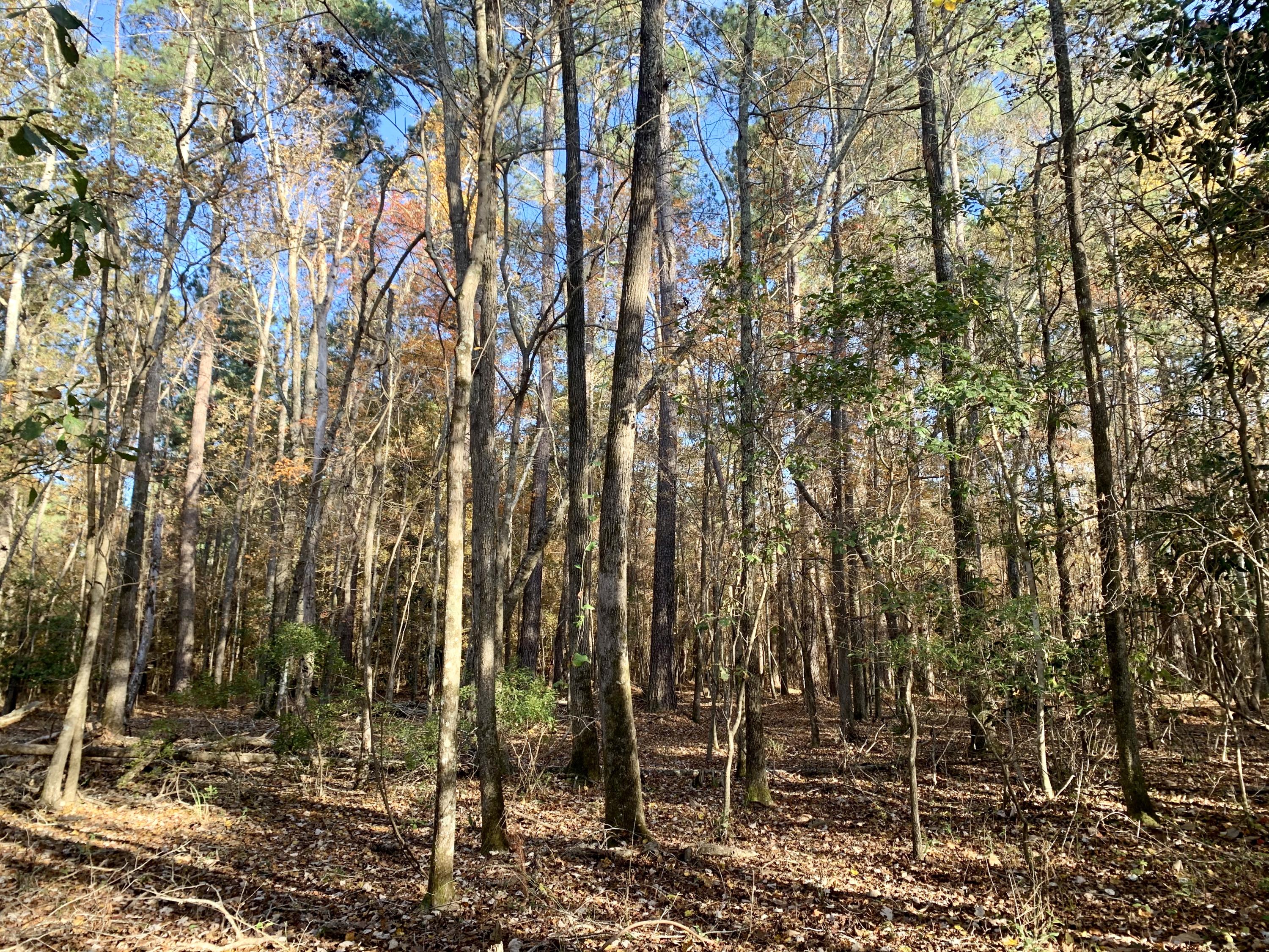 1 Miles Road Cope, SC 29038 - Photo 4 of 42 BA081596-2BB4-4BF8-BEEF-46136DAD096C