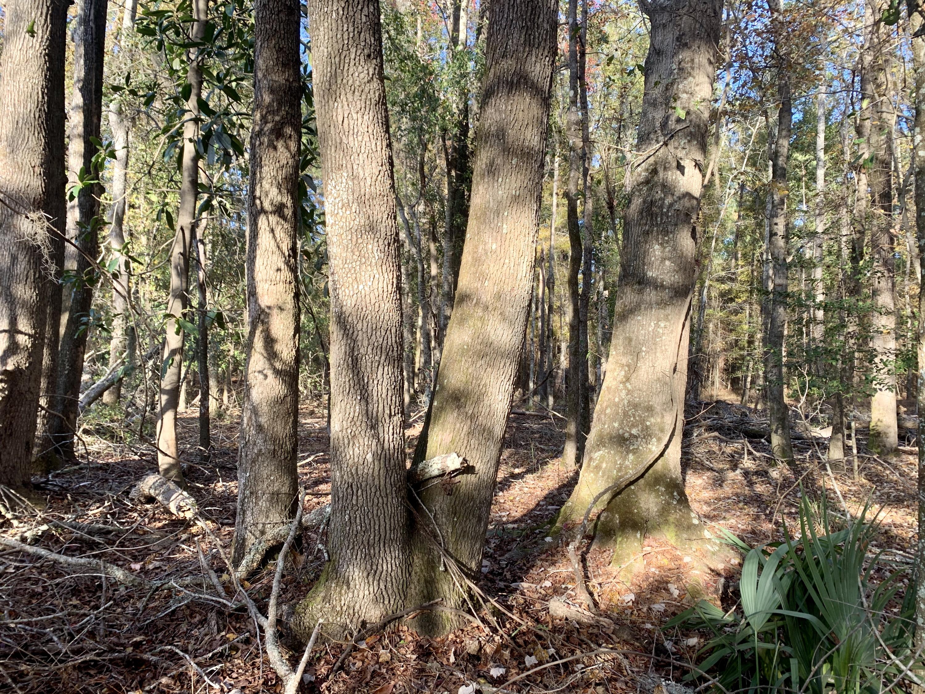 1 Miles Road Cope, SC 29038 - Photo 5 of 42 2E44676A-4D08-41FD-8CC5-DF9E48903943