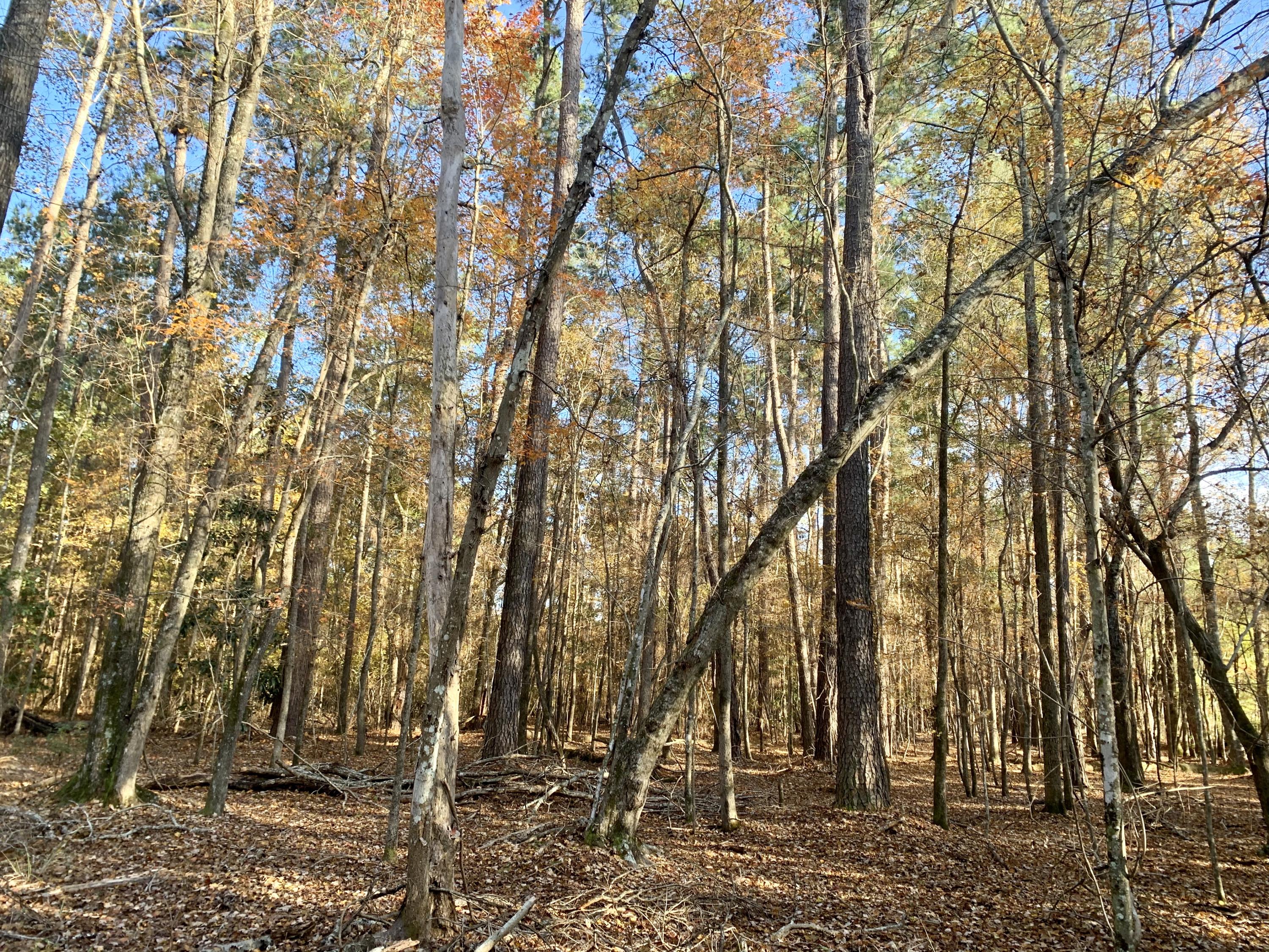 1 Miles Road Cope, SC 29038 - Photo 6 of 42 6AE1D79C-82D8-4A48-8E09-4FA8450FB720
