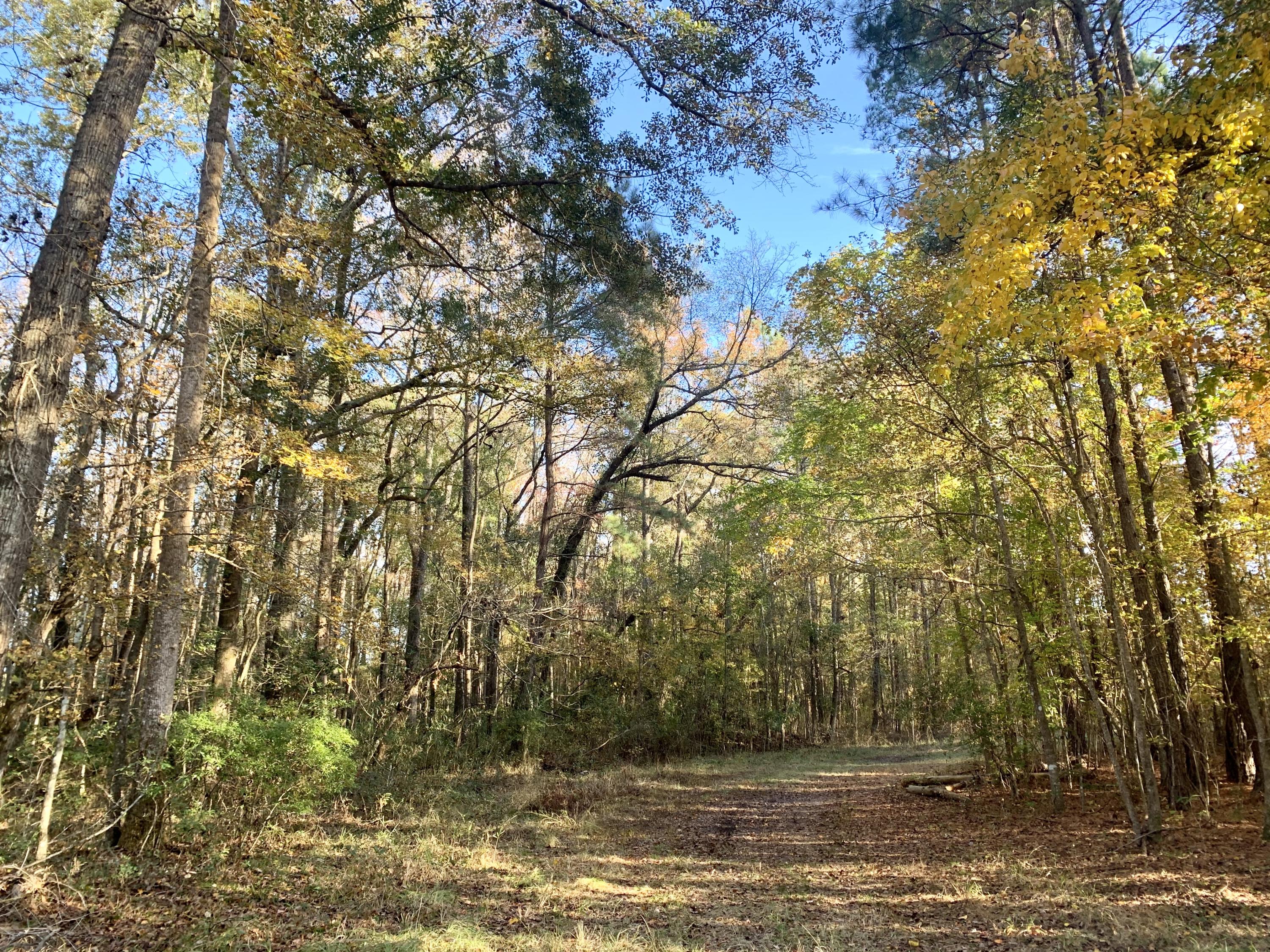 1 Miles Road Cope, SC 29038 - Photo 7 of 42 278D488D-CB5E-4CF1-A547-652B3425B287