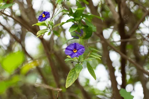 $3,698,000 | 829 Talisman Drive, Palo Alto, CA 94303