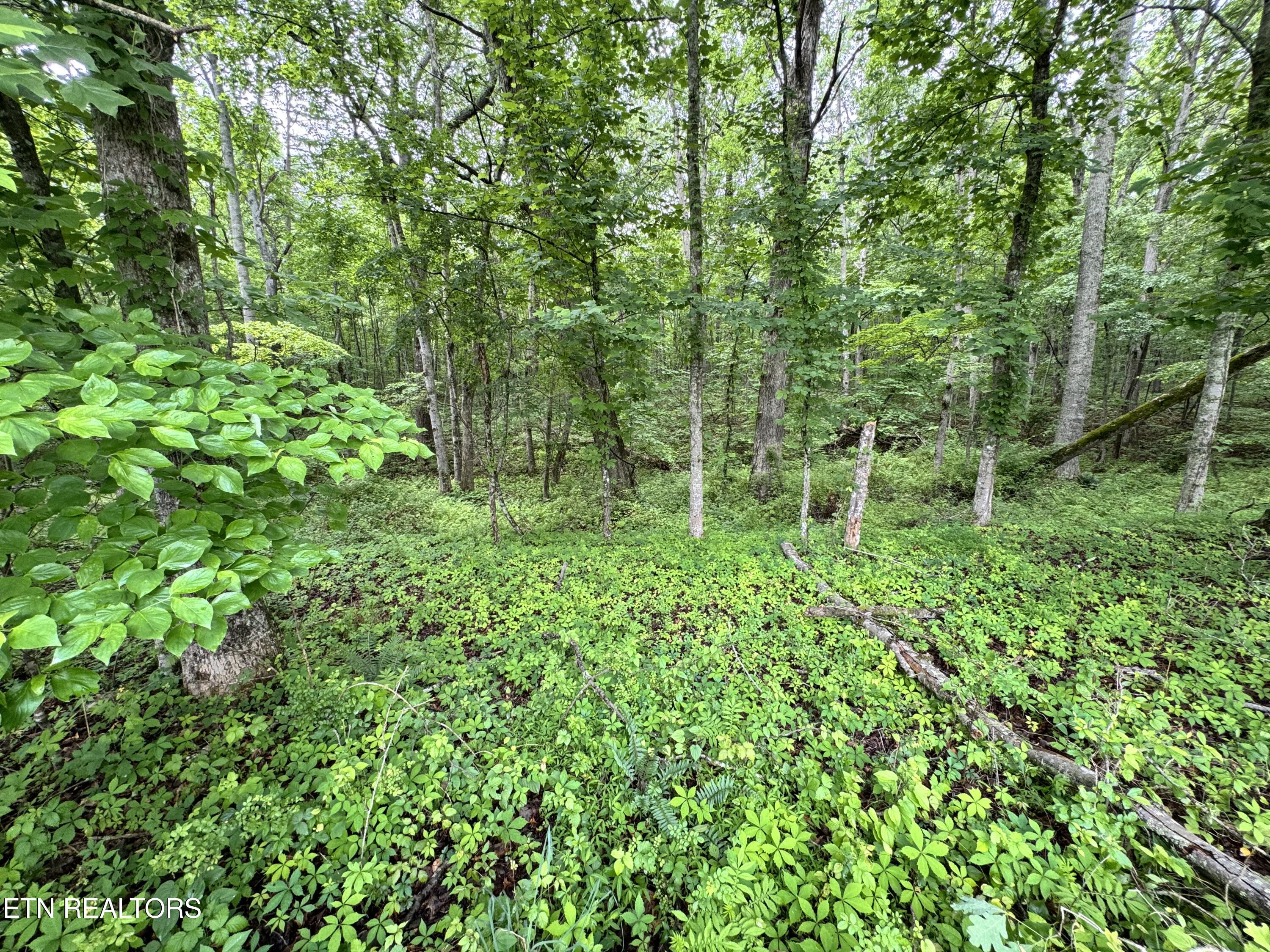 1759 Meister Hills Road Deer Lodge, TN 37726 - Photo 19 of 25 IMG_3670