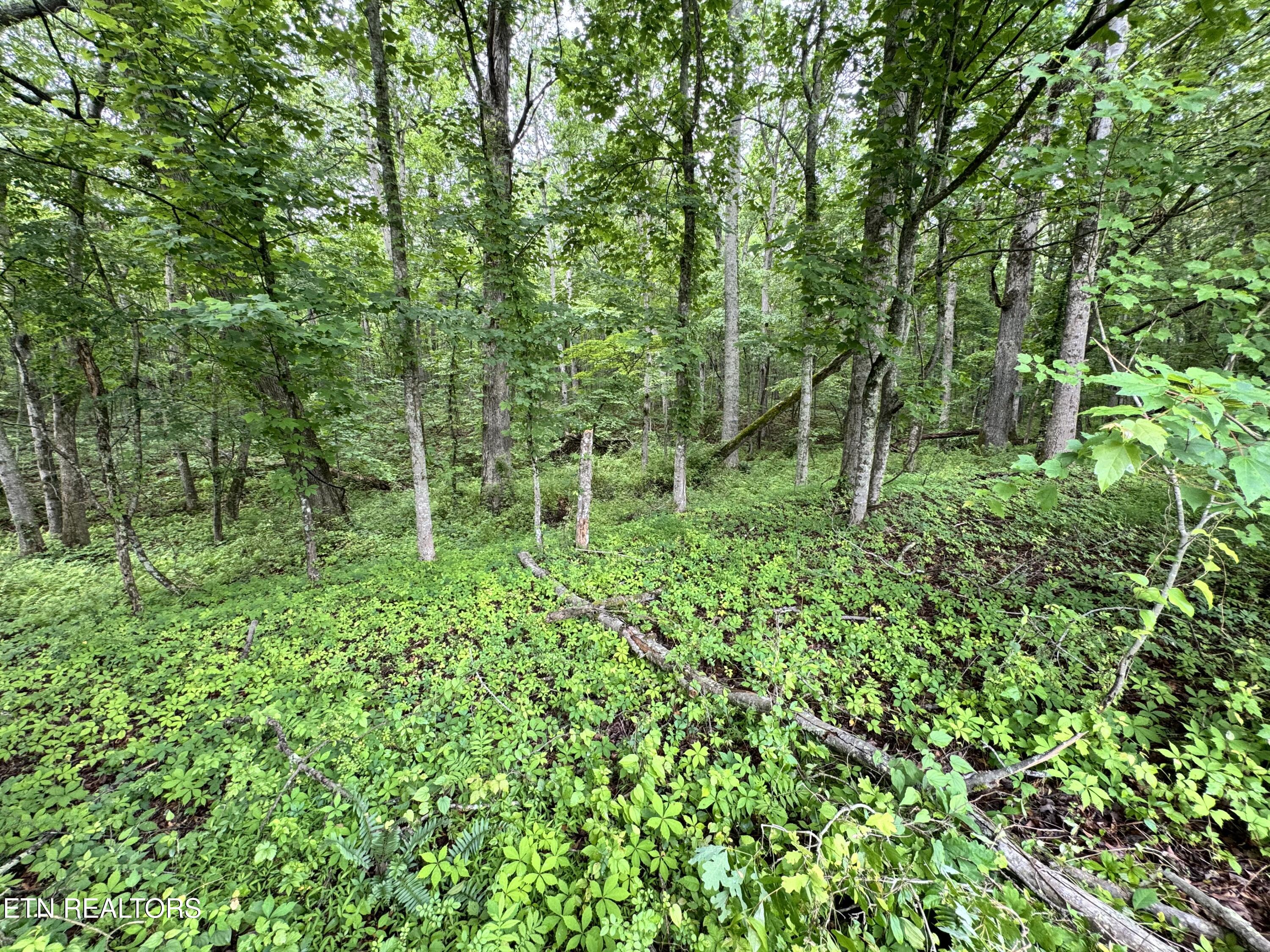 1759 Meister Hills Road Deer Lodge, TN 37726 - Photo 20 of 25 IMG_3669