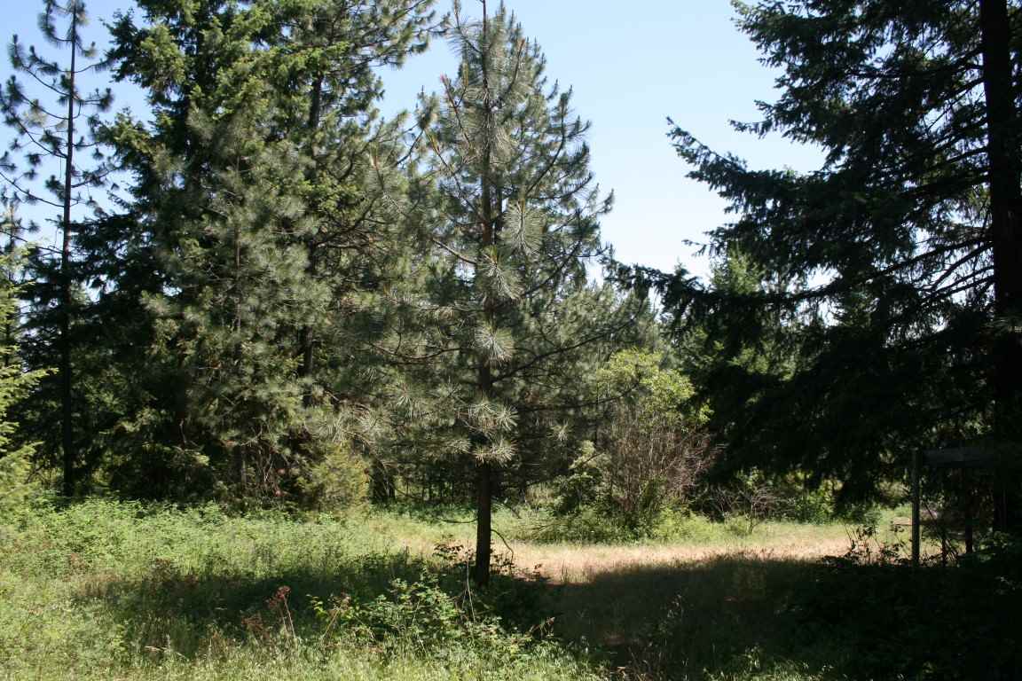 4775 H Whittier Road Clayton, WA 99110 - Photo 7 of 13