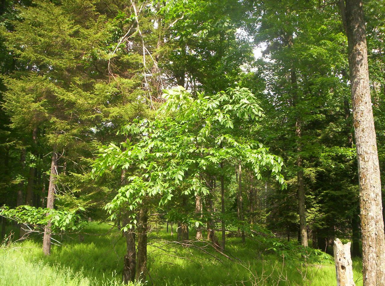 1209 Sawmill Road Tobyhanna, PA 18347 - Photo 1 of 10 Lot