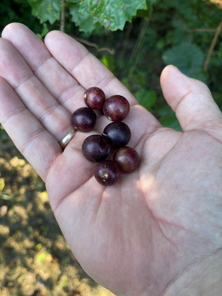 1168 Mitchell Road Meigs, GA 31765 - Photo 45 of 62 Wild Muscadine Grapes