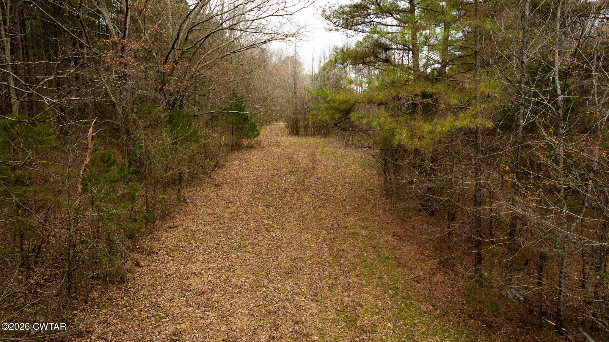 840 School Road Palmersville, TN 38241 - Photo 22 of 27 a view of a yard with trees