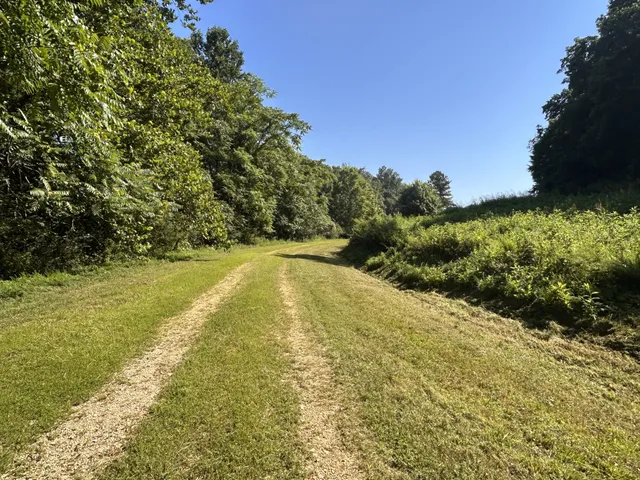 a view of a lush green forest