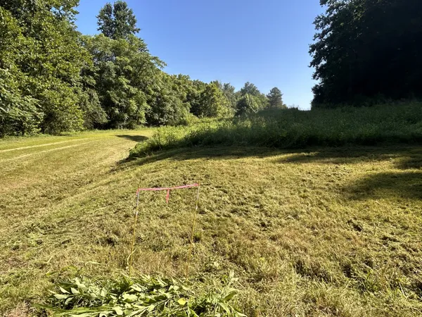 a view of a yard with plants and large trees