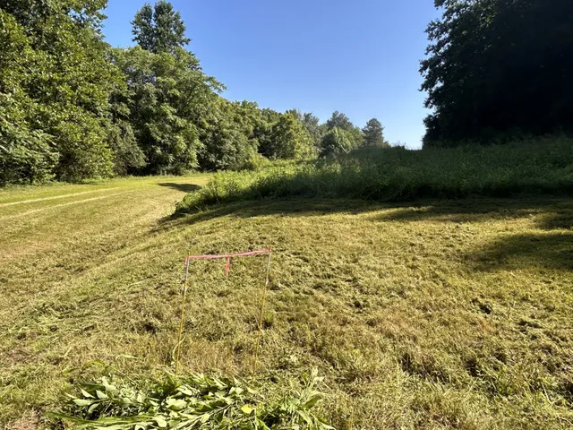 a view of a yard with plants and large trees