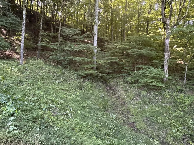 a view of a green field with lots of bushes
