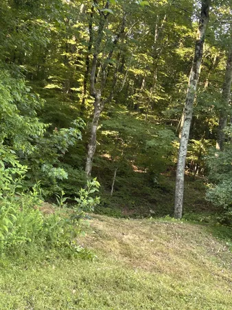 a view of a green field with lots of bushes