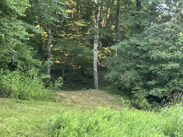 a view of a lush green forest with a houses