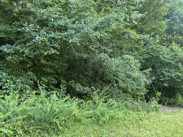 a view of a forest with a tree in the background