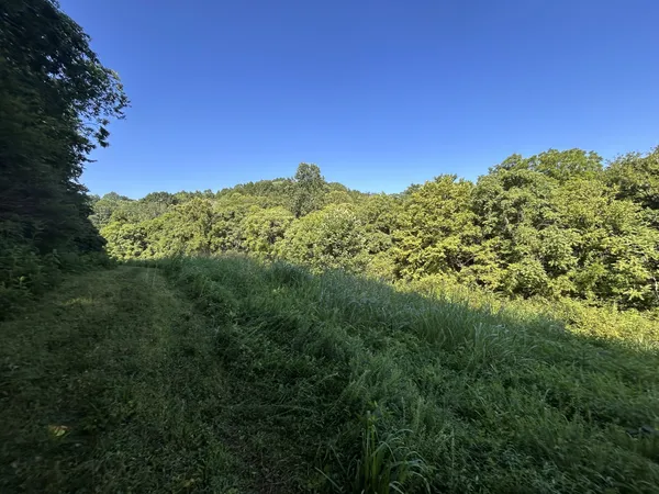 a close up of a plant in a garden