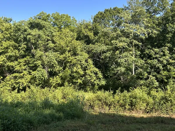 a view of a forest with a trees
