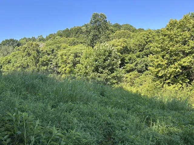 a view of a yard with a tree
