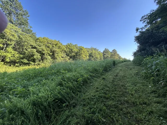 a view of a yard with a tree