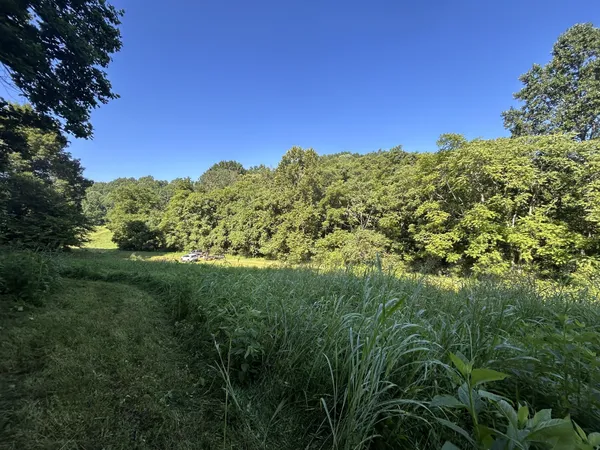 a view of a tree