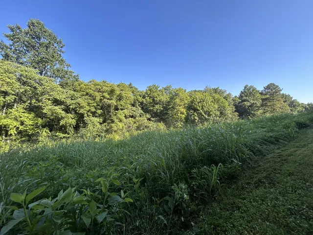 a view of a field with a trees in the background