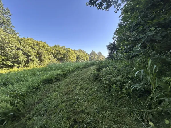 a view of a lush green forest with lots of trees