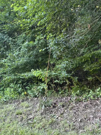 a view of a field with a tree in it