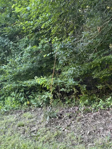 a view of a field with a tree in it
