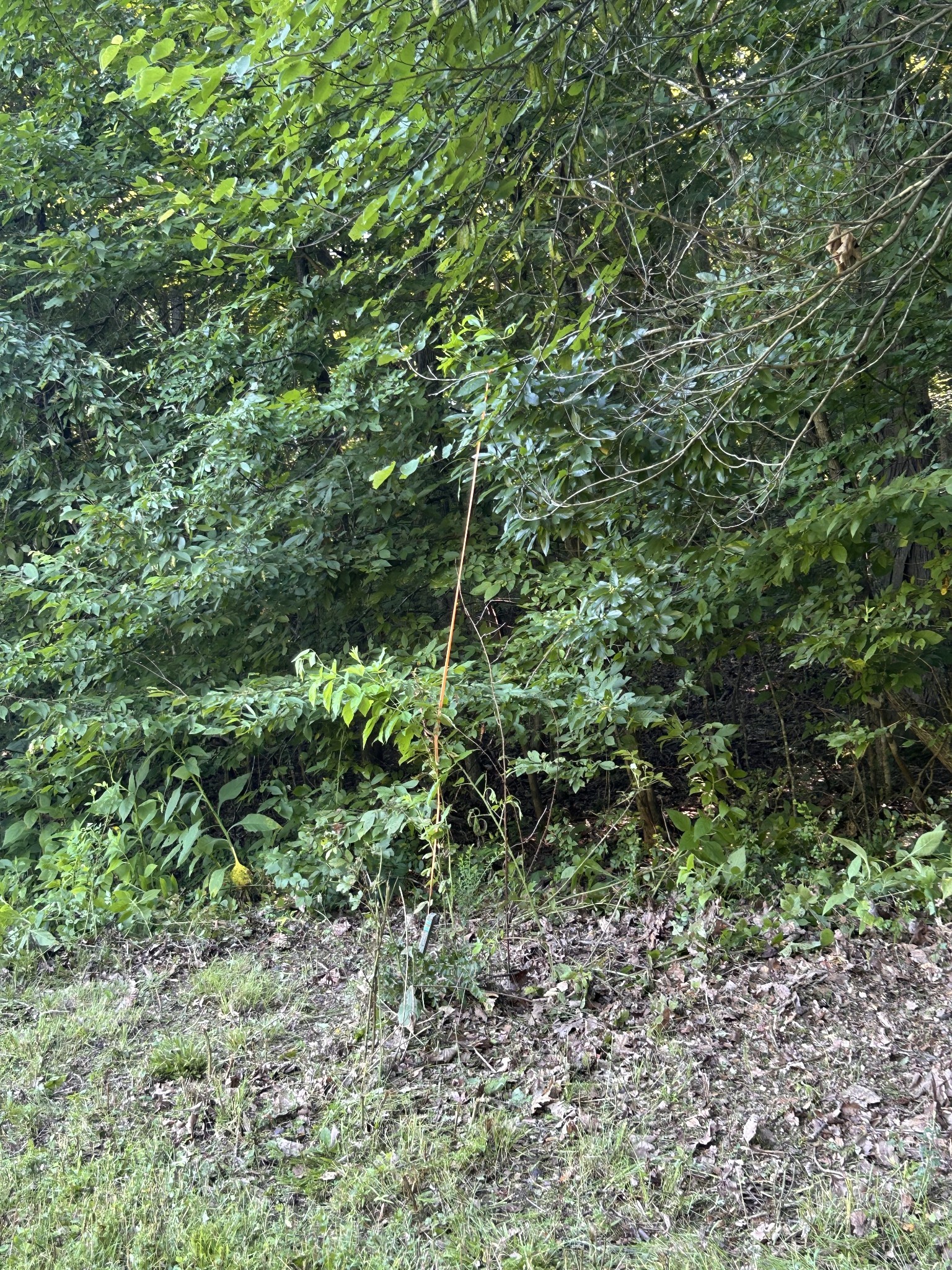 0 East Cave Spring Road Pulaski, TN 38478 - Photo 46 of 93