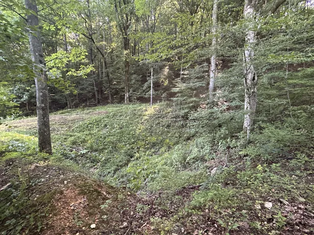a view of yard with large trees and wooden fence